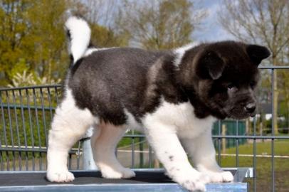 Pr�chtige Akita Inu Welpen