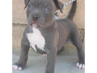 American Pitbull Welpen Blueline Bluelin