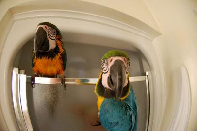 Graupapageien babys und macaw papageien