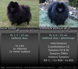 Welpen Deutsche Zwergspitz / Pomeranian