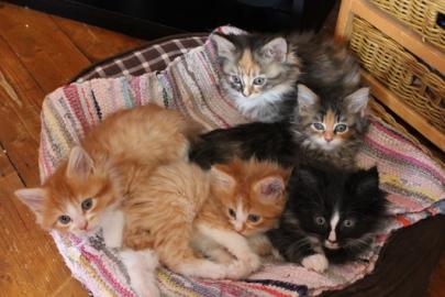 Zauberhafte Maine Coons aus liebevoller