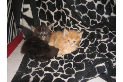 Zauberhafte Maine Coons aus liebevoller