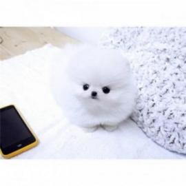 Pomeranian Zwergspitz