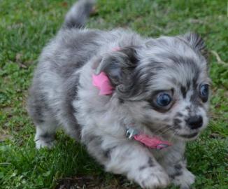 Chihuahua Puppies