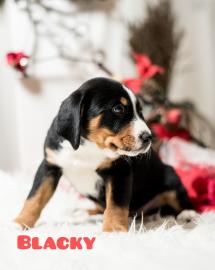 Appenzeller Sennenhund