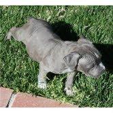 American pitbull Welpen f�r freie Annahm
