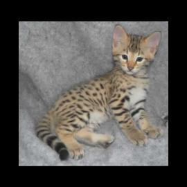 Savannah m?nnliche und weibliche K?tzche