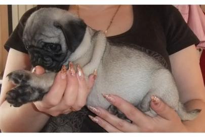 M�nnliche und weibliche mops Welpen