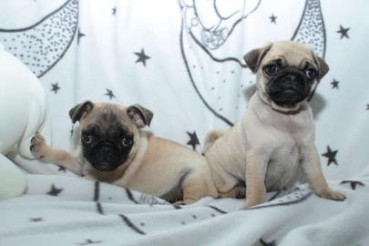Mops Welpen, gechipt, geimpft usw Wir ha