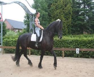 Artiger, ruhiger Wallach mit Potenzial