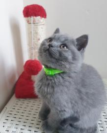 BKH Kitten mit Stammbaum