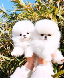 🐾 Zwergspitz-Welpen (Pomeranian) 