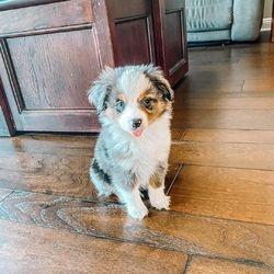 Australian Shepherd pupps  for  sale