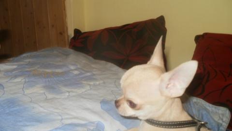 Luxus Chihuahua R�de mit russischen Pap. 