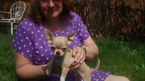 Luxus Chihuahua R�de mit russischen Pap. 