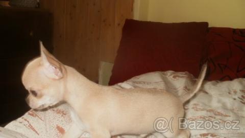 Luxus Chihuahua R�de mit russischen Pap. 