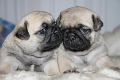 Mops-Welpen. 