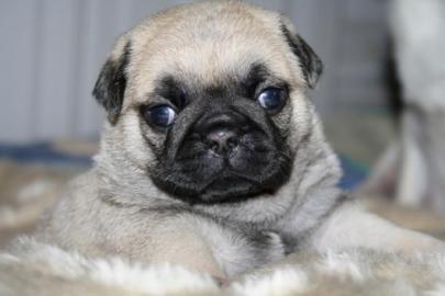 Mops-Welpen. 