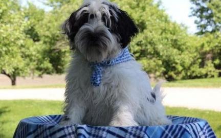 Wundersch�ne Tibet Terrier Welpen