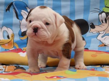 Englisch Bulldogge Welpen