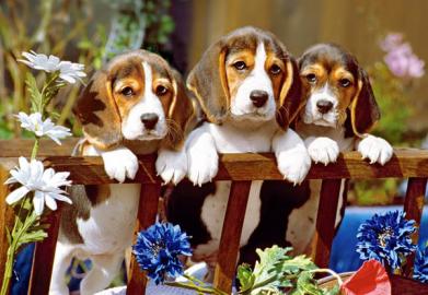 Charmant Beagle-Welpen