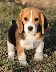Beagle Welpe sucht noch ein Zuhause