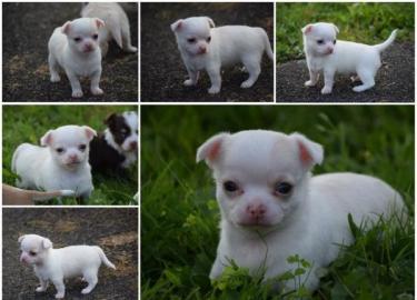 Typvolle Chihuahua Welpen