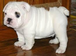 Englische Bulldoggen Welpen
