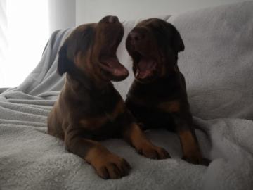 Typvolle Dobermannwelpen mit Ahnenpass W