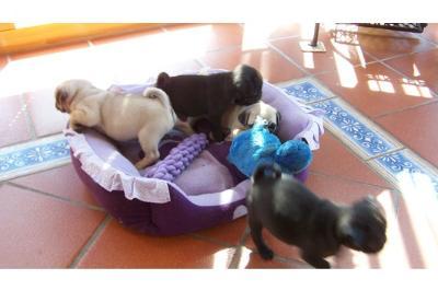 reinrassiege MopsWelpen!!