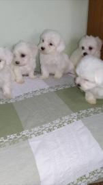 s??e Malteserwelpen zur Adoption