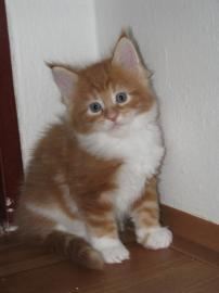 Maine-Coon-Katze mit Papiere