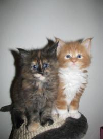 Maine-Coon-Katze mit Papiere