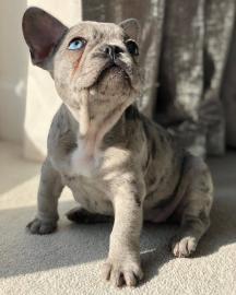Franz�sische Bulldog Welpen