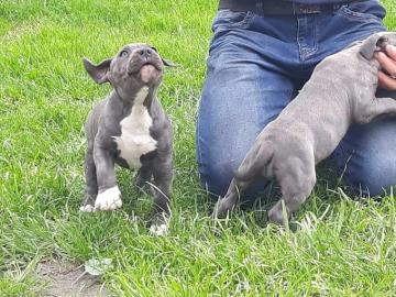 American Bulldog