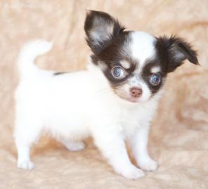 Mini Chihuahua welpen 200EUR