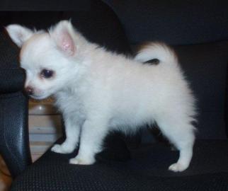 Mini Chihuahua welpen 200EUR