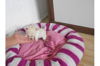 S�SSER- KLEINER- CHIHUAHUA- JUNGE- IN--