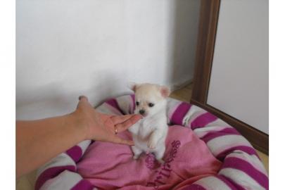 S�SSER- KLEINER- CHIHUAHUA- JUNGE- IN--