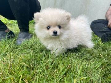 Zwergspitz Pomeranian welpen