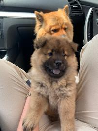 chow chow welpe