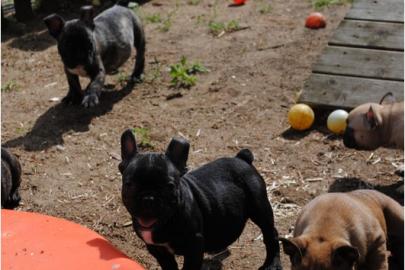 Franz�sische Bulldoggen Welpen