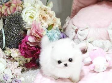Mini Zwergspitz/Pomeranian Welpen