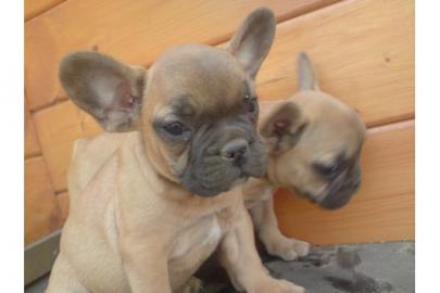 S�se Franz�sische Bulldogge - welpen -