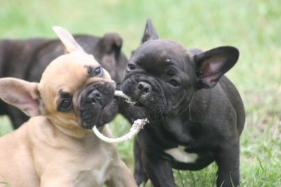 S�se Franz�sische Bulldogge - welpen -