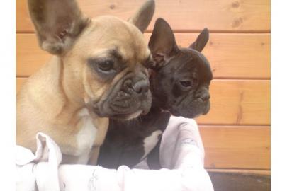 S�se Franz�sische Bulldogge - welpen -
