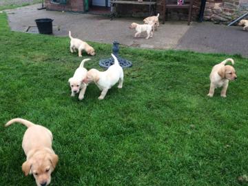 Wundersch?ne Labrador Retriever Welpen z