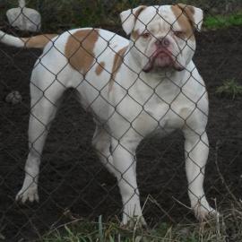Seltene Typ American Bulldog Red nose