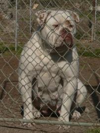 Seltene Typ American Bulldog Red nose