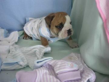 ReineRasse Englisch BulldoggeWelpen